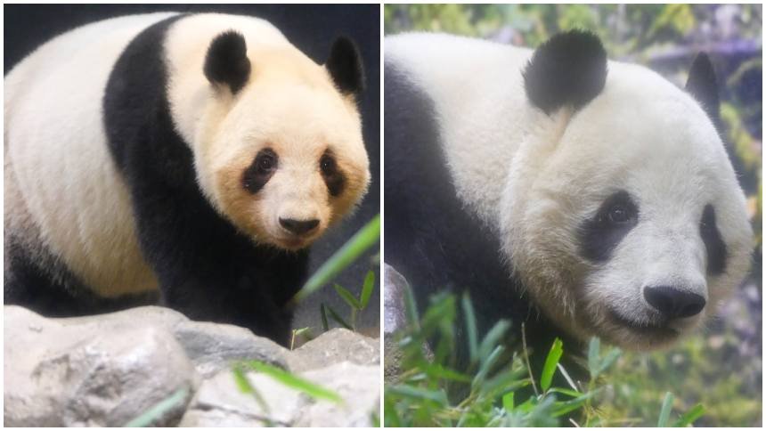 Japón se queda sin pandas por primera vez desde 1972
