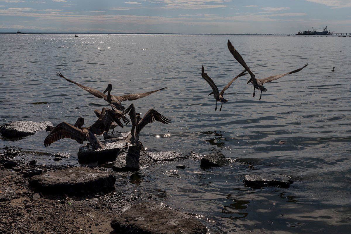Alertan que 15 especies de aves marinas están en riesgo por derrames de petróleo en Venezuela
