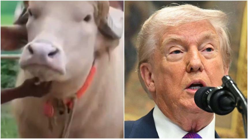 Un búfalo albino parecido a Donald Trump se vuelve una sensación viral en redes
