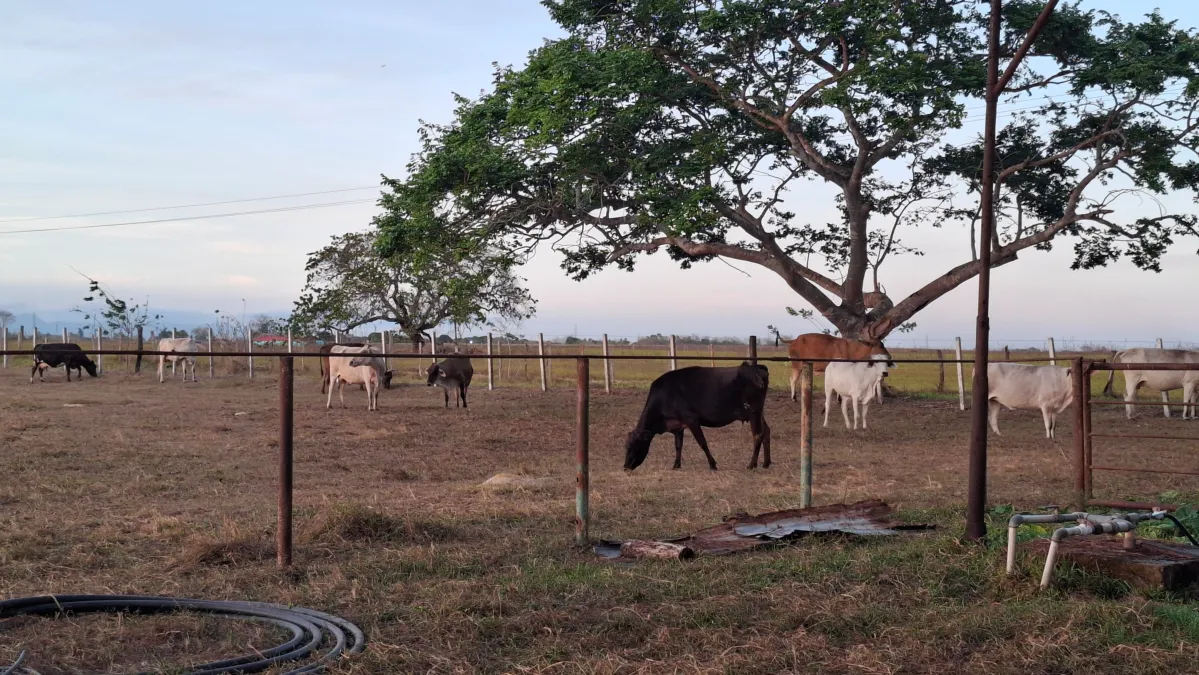 Productores de Bolívar denuncian caída de 50% en la actividad agropecuaria